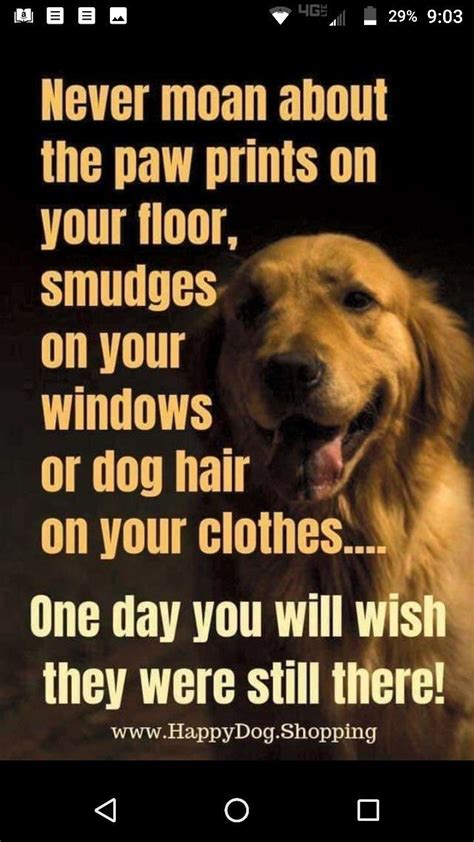 50 dog quotes that will melt every animal lover s heart – Artofit