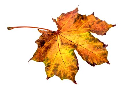 Herbst Laub Blatt · Kostenloses Foto auf Pixabay