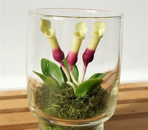 How to Make a Pitcher Plant Terrarium - hungryplant.com