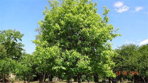 Plants of Lahore - Pakistan: Terminalia chebula- Hareer Tree | Plants ...