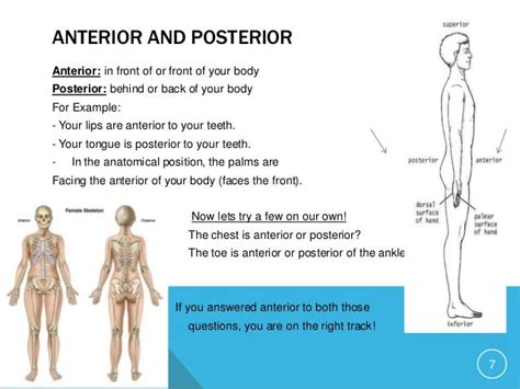 Anterior Vs Posterior Anatomy - Anatomy Book