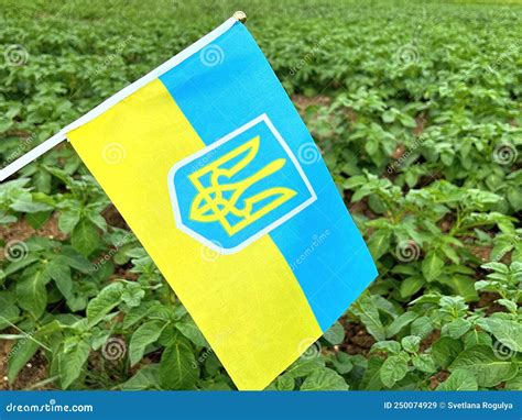 The Flag of Ukraine a Blue Sky and a Green Field Stock Image - Image of icon, national: 250074929