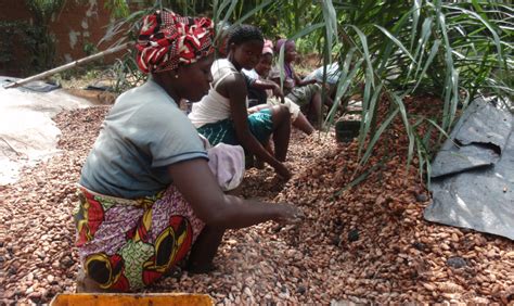 How climate change has altered cocoa farming in Ivory Coast | GreenBiz