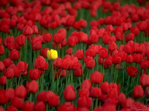 🔥 [60+] Red Tulips Wallpapers | WallpaperSafari