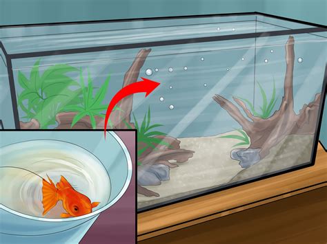 How to Set up a Healthy Goldfish Aquarium: 15 Steps