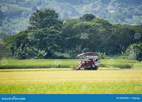 Harvesting rice stock image. Image of organic, growth - 28249361