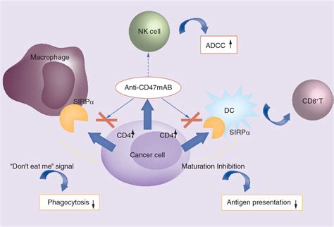 Figure 1 from CD47 is a novel potent immunotherapy target in human malignancies: current studies ...