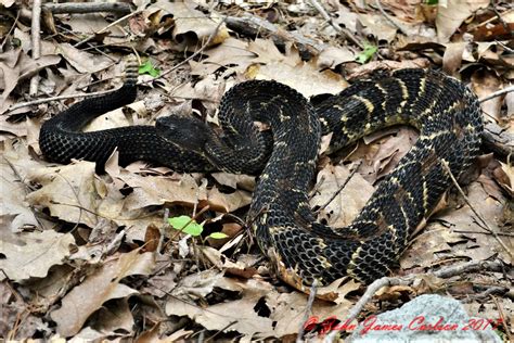 Foraging male black phase Timber Rattlesnake | Timber rattlesnake, Rattlesnake, Raw photos