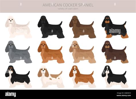 American cocker spaniel all colours clipart. Different coat colors set ...