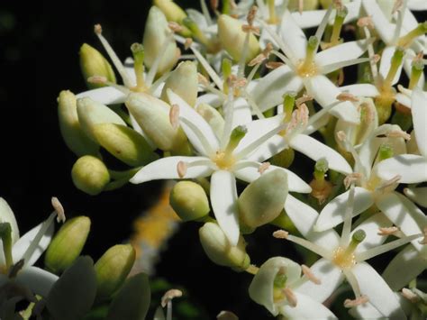 Cornus sericea L. | Plants of the World Online | Kew Science