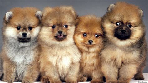 Pomeranian Puppies Wallpapers - Wallpaper Cave