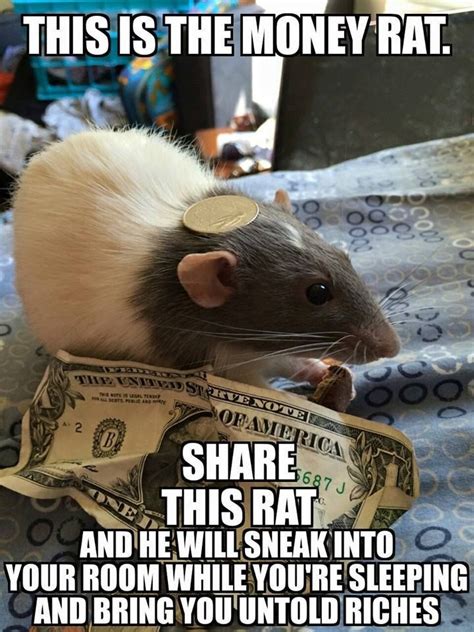 Pin by Nerdy Critter on Funny | Cute rats, Rats, Cute animals