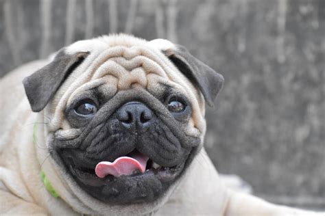 Should Flat-Faced Dogs Be Banned in the UK?