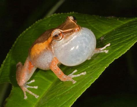 puerto rican frog | Rainforest animals, Animals, Pet birds