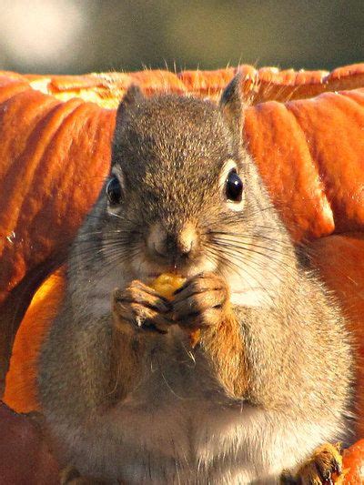 Eating pumpkin. We bought moms squirrel a pumpkin. Getting mine one ...