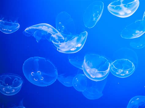 Moon Jellyfish | Moon jellyfish at the Monterey Bay Aquarium… | Flickr