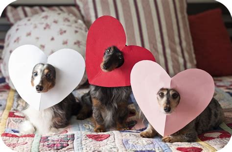 So cute -- Dachshunds dressed as Valentines! | Valentines day dog, Dog ...