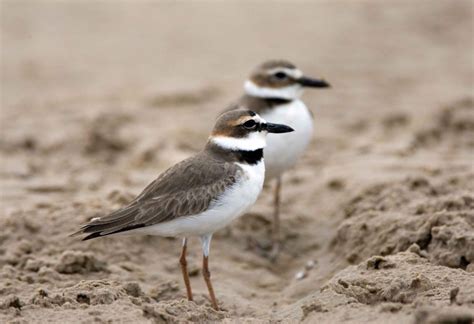 Nature Notes: Some small, rare shorebirds | Home And Garden | victoriaadvocate.com