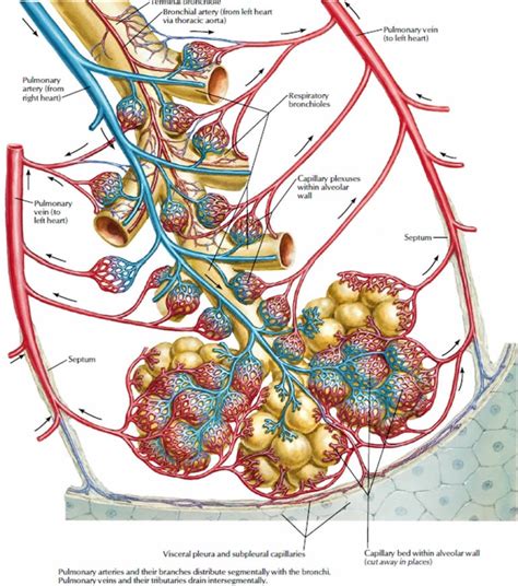 Pulmonary vein anatomy, function, location, ablation, stenosis & thrombosis