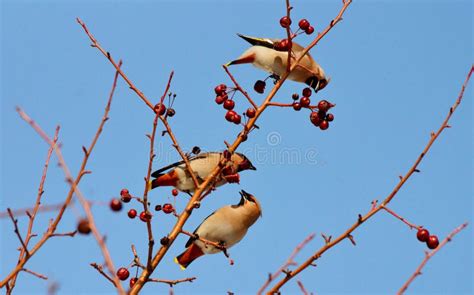 Birds of the steppes stock image. Image of fauna, birds - 100613535