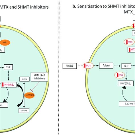 Mechanism of action of methotrexate. Methotrexate (MTX) enters the cell ...