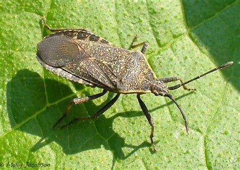 Act Now to Control Squash Bug Populations