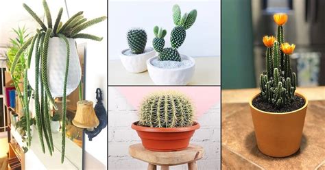 25 Best Indoor Cactus Plants for Home | Balcony Garden Web