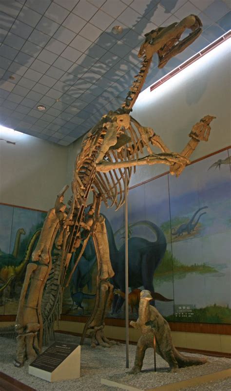 Shantungosaurus giganteus, au Shandong Provincial Museum à Jinan, Chine | Dinosaur fossils ...