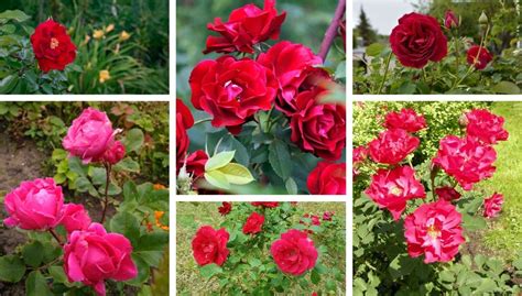 Winnipeg Parks Rose - One of the toughest roses for your pot and garden | My desired home