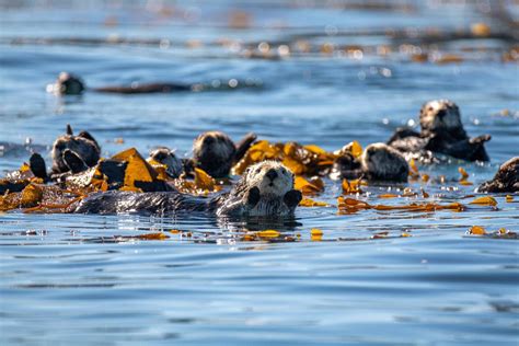 Sea otters helped restore California kelp forests - The Wildlife Society