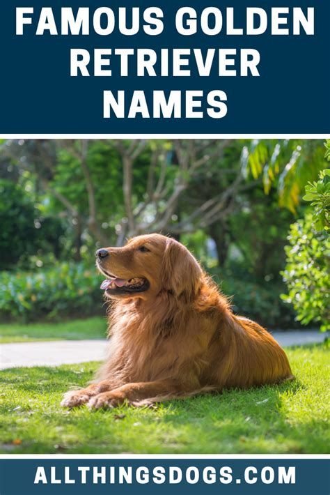 Famous Golden Retriever Names | Golden retriever names, Red golden retriever puppy, Golden retriever