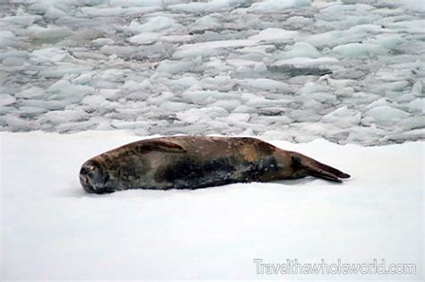 Antarctic Seals