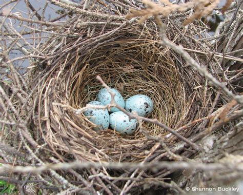 Rusty Blackbird – Breeding