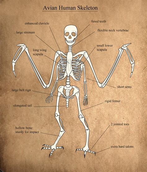 Avian Human Skeleton by Aerophoinix on DeviantArt