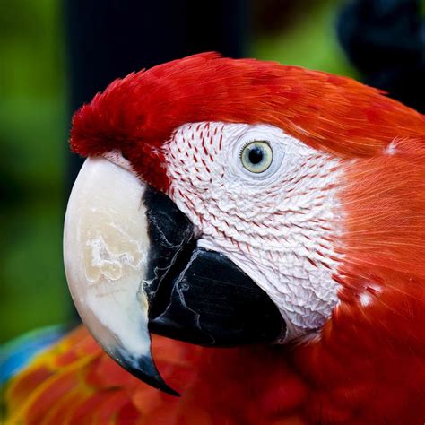 Scarlet Macaw | Rainforest Alliance