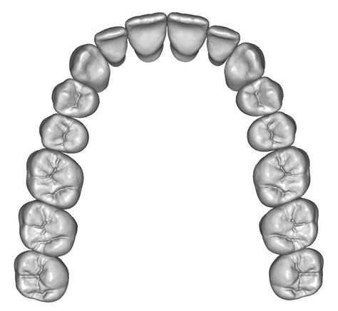 Upper jaw teeth anatomy 3D Model STL | CGTrader.com