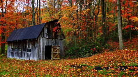 house, Autumn, Leaves, Trees, Jungle, Forest, Countryside, Huts, Landscapes, Nature, Earth ...