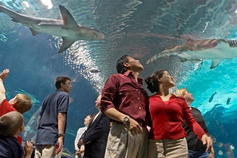 Newport Aquarium tickets discount | Cincinnati | Undercover Tourist