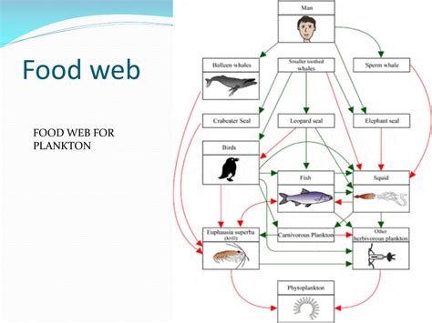 PPT - PLANKTON PowerPoint Presentation, free download - ID:1862076