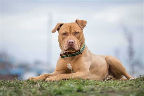 American Bully XL: fierce and muscular, bred to look like an armored tank