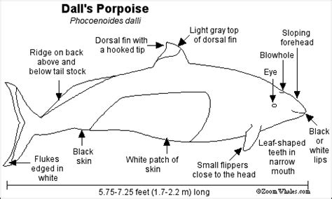 Dall's Porpoise Printout - ZoomWhales.com