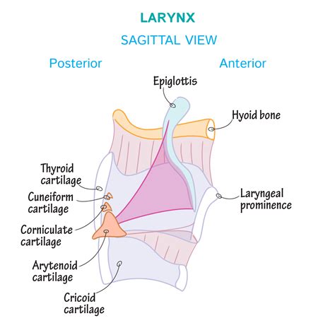 Gross Anatomy Glossary: Larynx | ditki medical & biological sciences