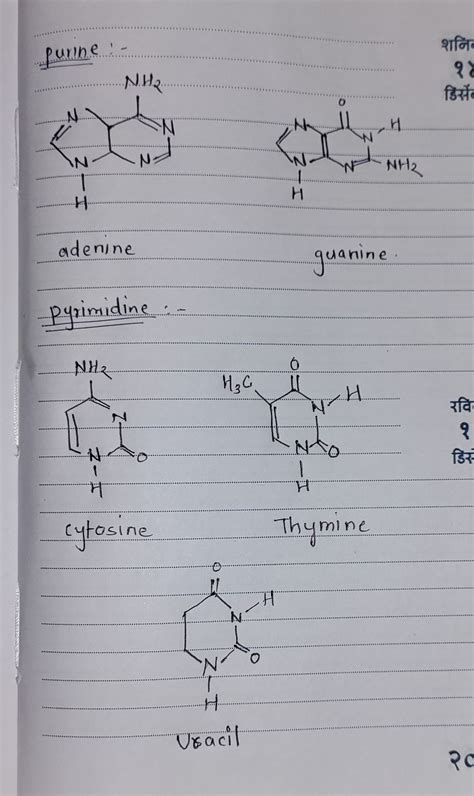 [Solved] Sort these nucleotide building blocks by their name or ...