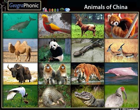 Discover the Fascinating Animals of China