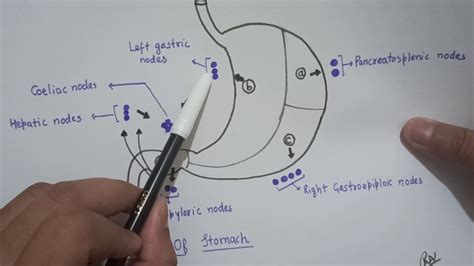 Stomach ( Lymphatic Drainage ) - YouTube