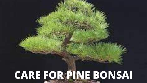 Care Guide For Pine Bonsai [2021] - The Bonsai Master