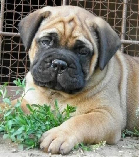 English Bull Mastiff Dogs