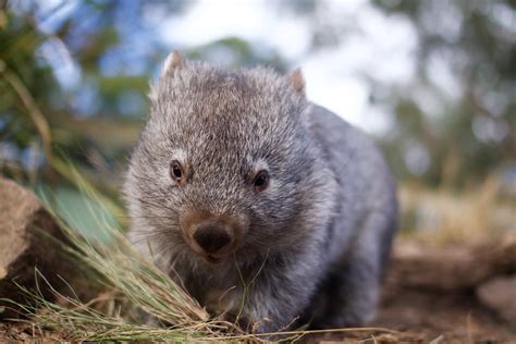 Bonorong Wildlife Sanctuary