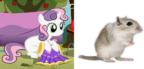 Download Transparent Gerbil Png - Sweetie Belle - ClipartKey