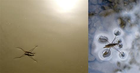 10 Cool Facts About Water Striders